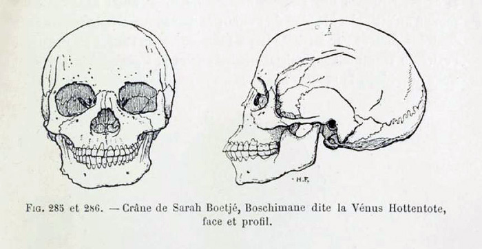 Cranio di Saartjie Baartman in Quatrefages, 1887, 383