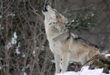 howling wolf