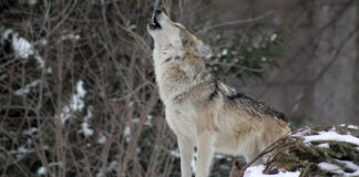 howling wolf