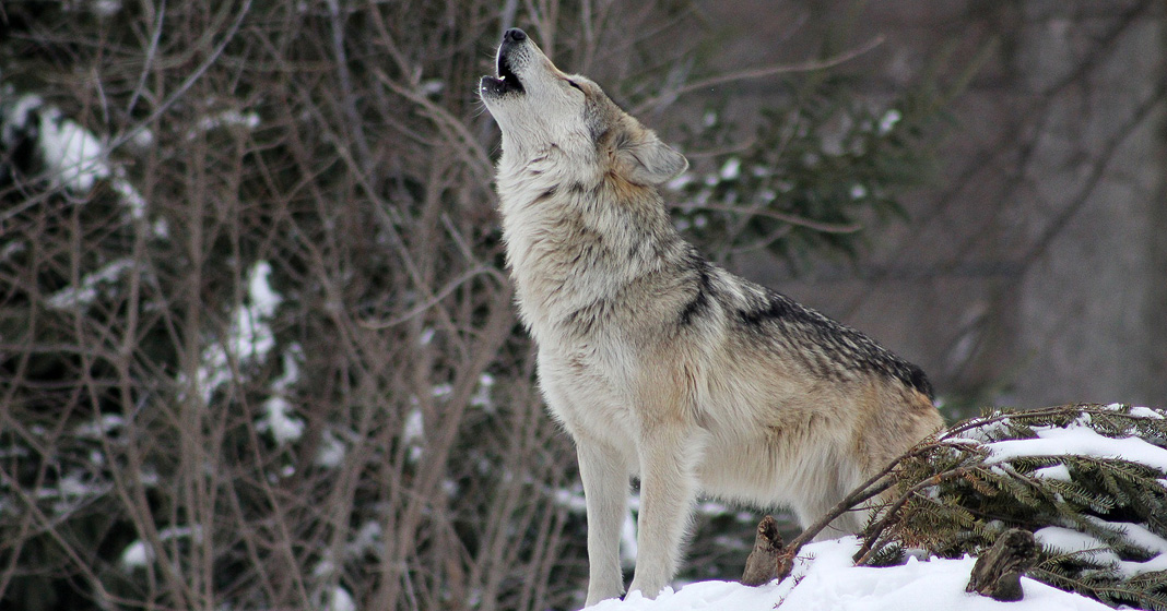 howling wolf