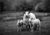 Sheep with lambs