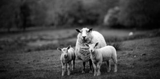 Sheep with lambs