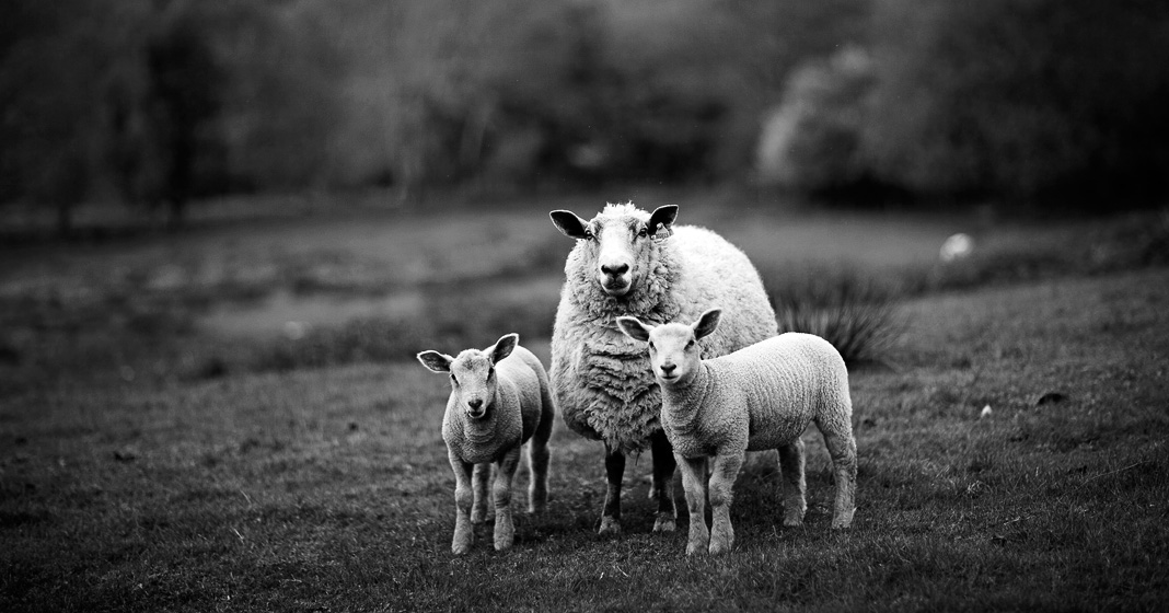 Sheep with lambs