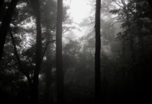 Dark Forest