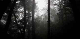 Dark Forest