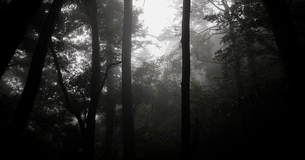 Dark Forest