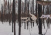 Soggetto, desiderio, sovversione Matthew Barney, Redoubt