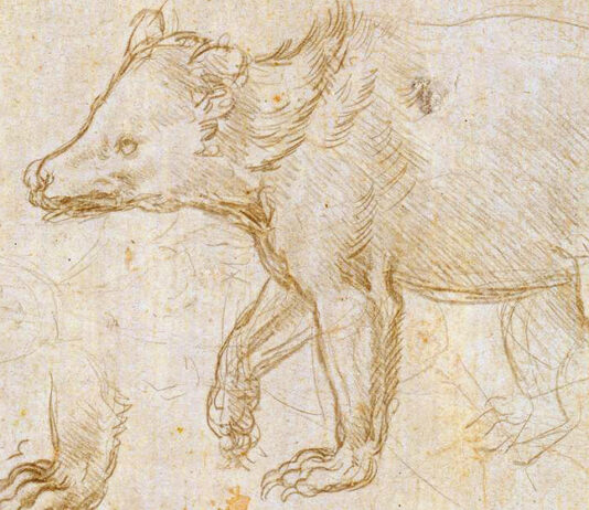 Leonardo da Vinci, Orso che cammina